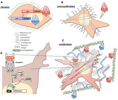 Targeting TGF-β Mediated SMAD Signaling for the Prevention of Fibrosis